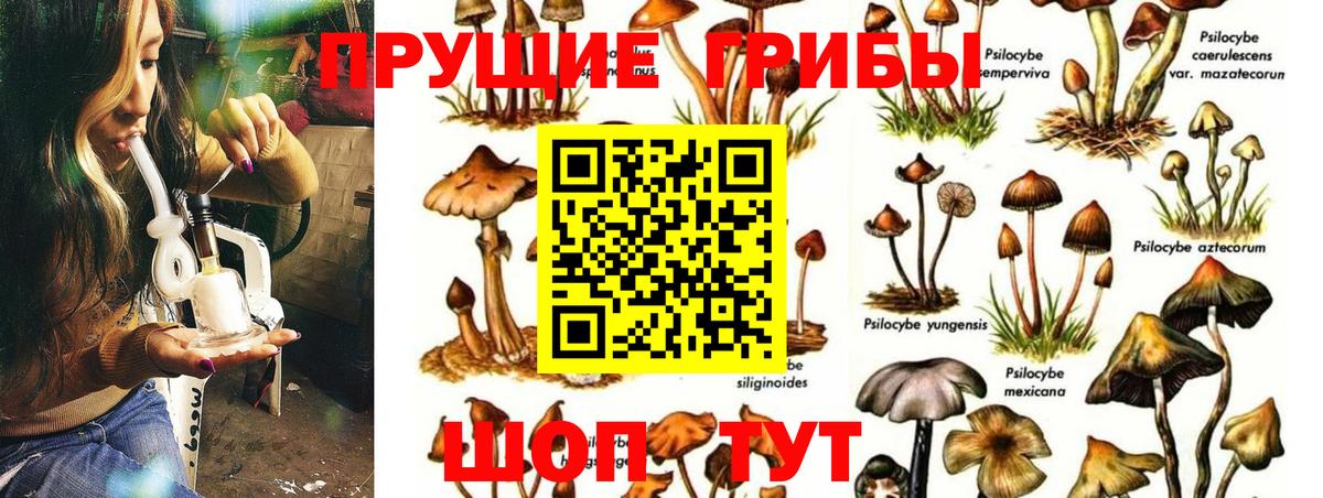 Псилоцибиновые грибы GOLDEN TEACHER  Минусинск 